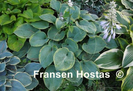 Hosta Woolly Mammoth